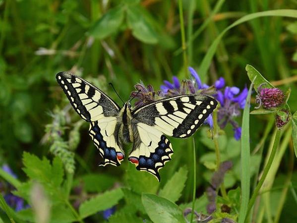 Nützlinge Garten Schmeterling gelb