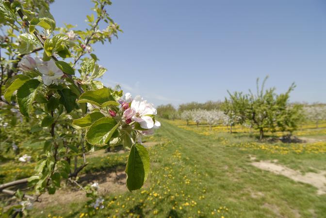 Obstblüte