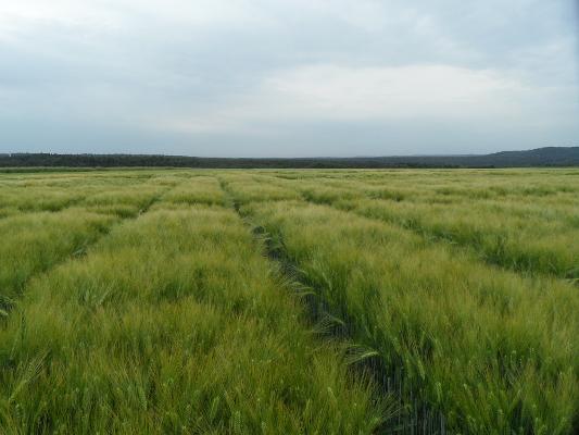 Wintergerste Feld grün