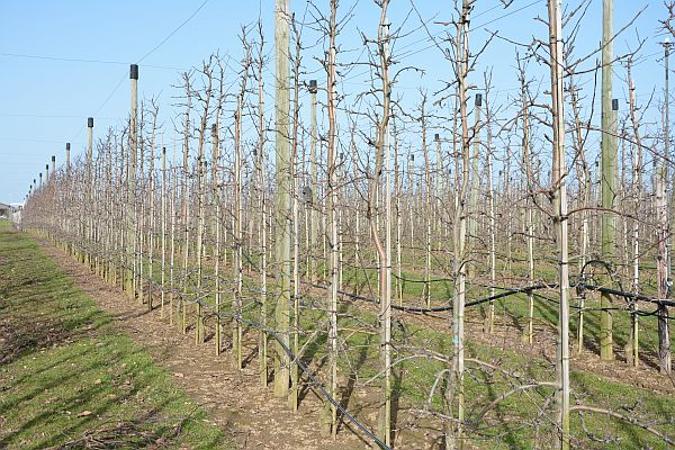 Schnitt Apfelbaum