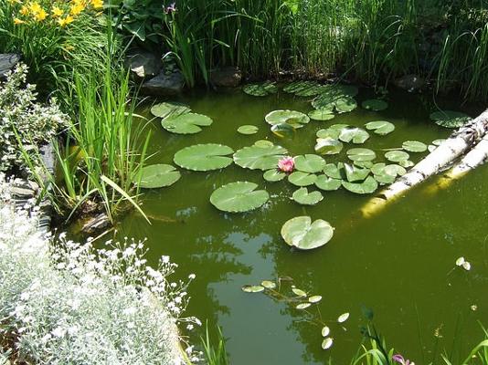 Teich Garten grünes Wasser