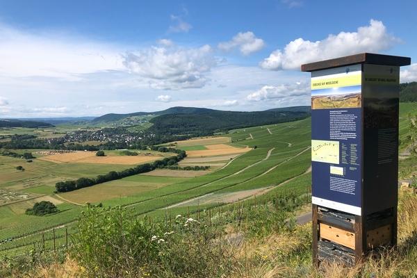 Themenweg Eidechse auf Moselsuche 2