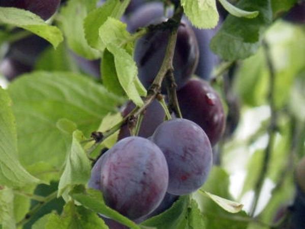 Zwetschgen Ast Herbst