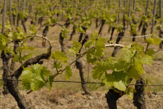 Rebe neue Triebe Frühjahr