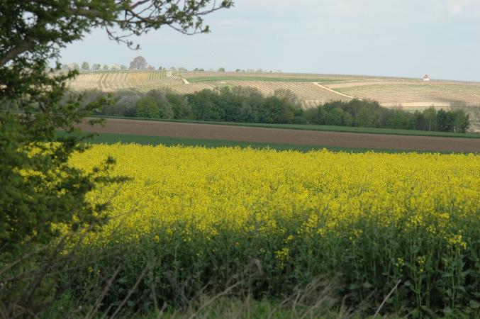 Rapsfeld Blüte