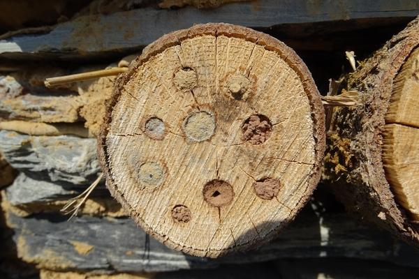 Themenweg Insektenparadies 1