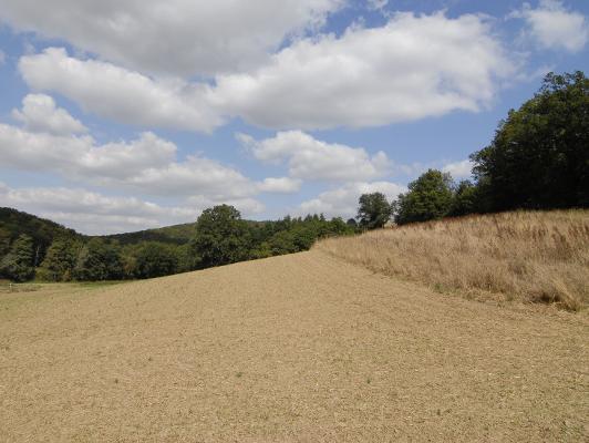 Feld Getreide 11 Feld Getreide 11