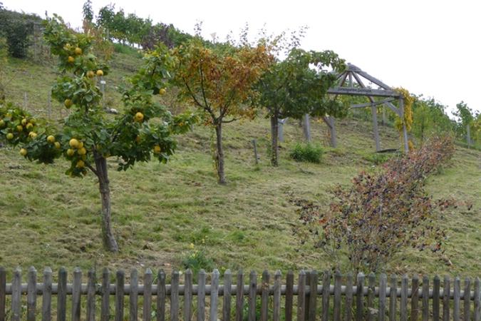 Themenweg Sortengarten 4