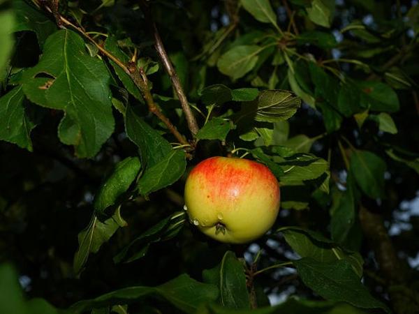 Apfel Blätter Ast