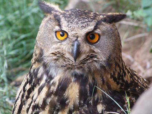 Leuchtpunkt Igel