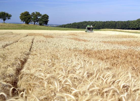 Versuchsfeld Ernte