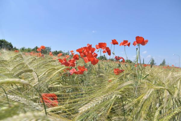 Mohn im Gerstenacker Mohn im Gerstenacker