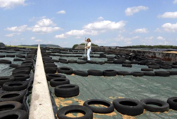 Silage Probenentnahme für Analyse Silage Probenentnahme für Analyse