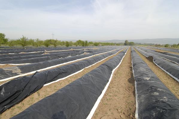 Spargel Anbau Dämme