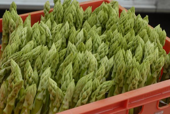 Spargel geerntet Kiste