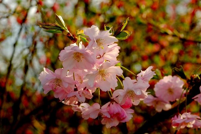 Kirschblüte