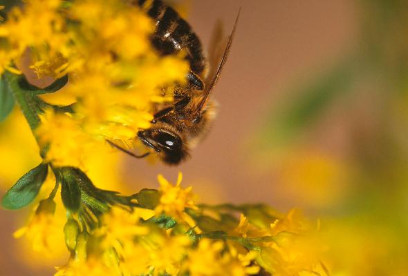 Biene gelbe Blüte