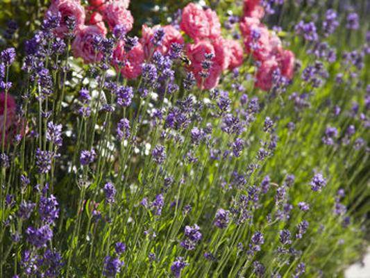 Lavendel mit Rosen Lavendel mit Rosen