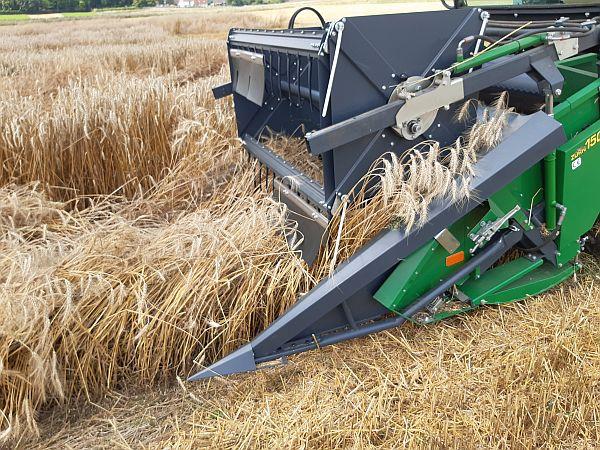 Ökoversuch Weizen wird mit Mähdrescher geerntet