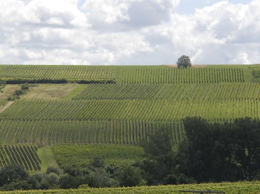 Weinberge Hang Wolken