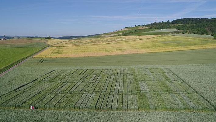 Landessortenversuch Öko-Weizen u. Dinkel Luftaufnahme©DLR