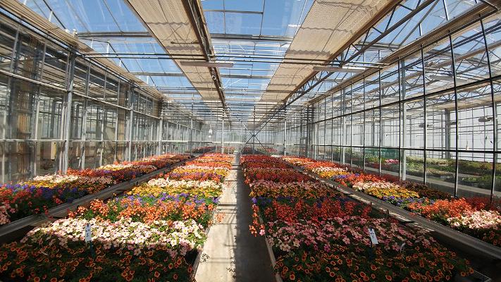 Zierpflanzen im Gewächshaus Zierpflanzen im Gewächshaus