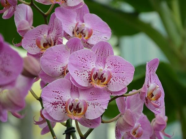 <orchidee helllila