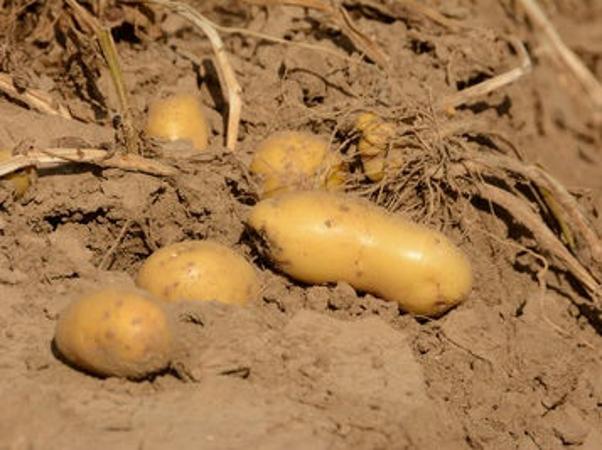 Kartoffel geerntet auf Boden