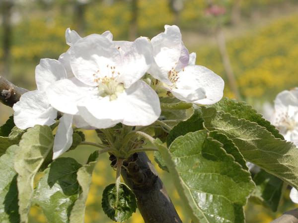Apfelblüte