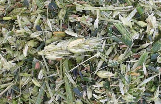 Ganzpflanzensilage Triticale