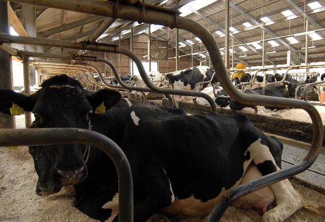 Boxenlaufstall Kuh in Box