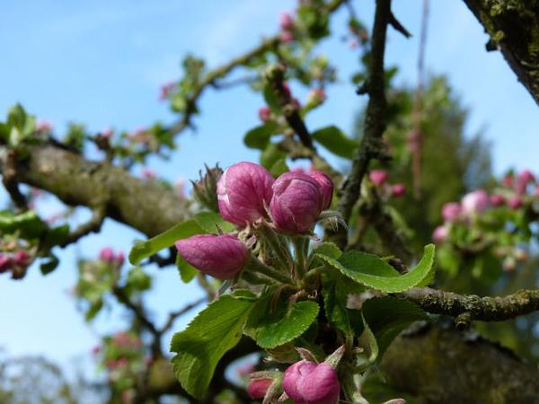 Apfelblüte Knospen Frühjahr