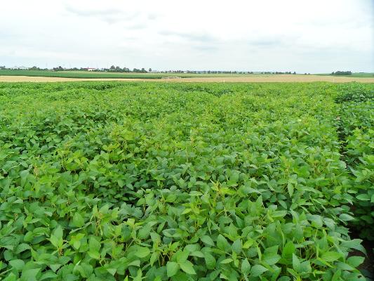 Soja Feld