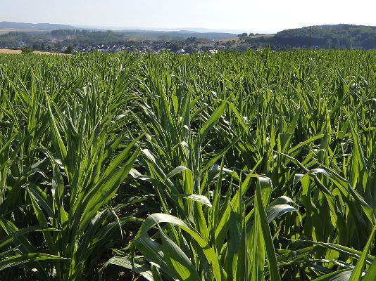 Maisfeld Landschaft