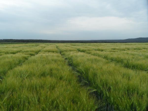 Wintergerste Feld grün