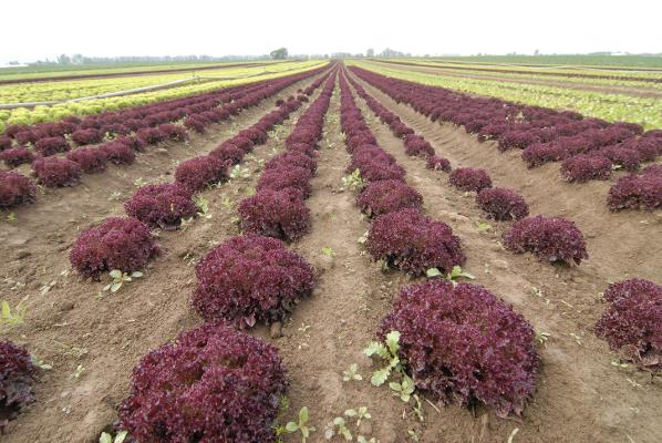 Salat Feld