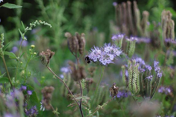 Wiesenblumen