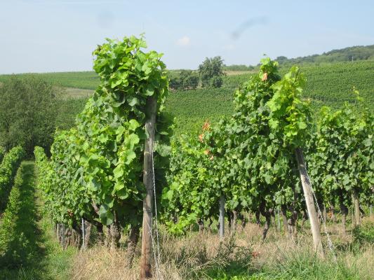 Weinberg
