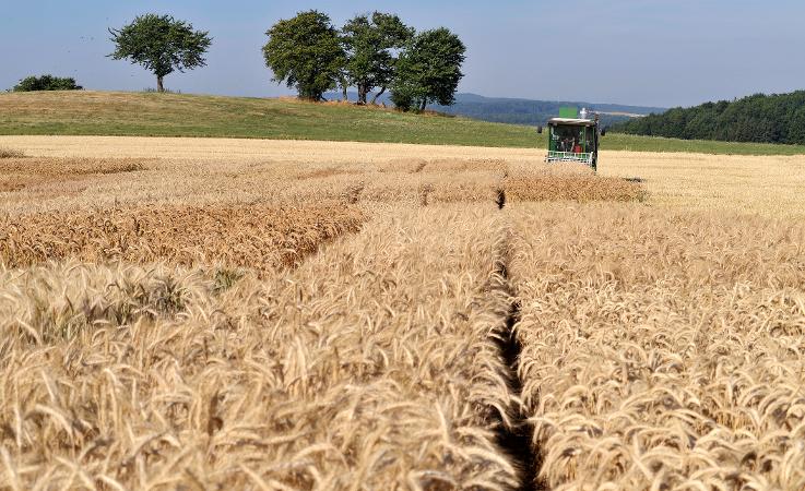 Versuchsfeld Ernte