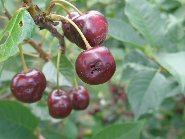 Kirschessigfliege Schadbild Kirsche