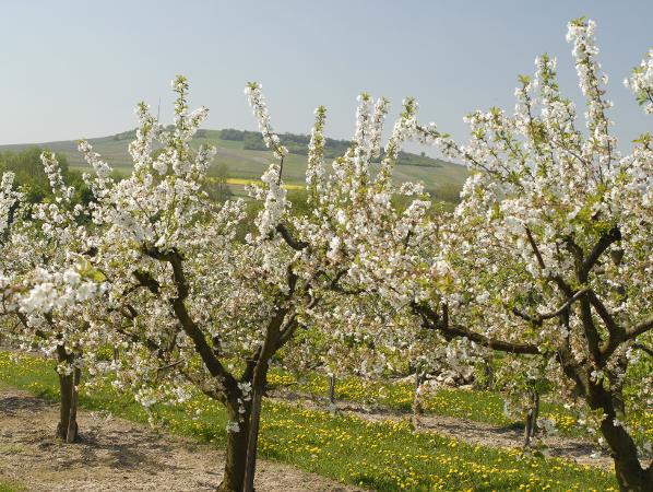 Obstanalge Apfel