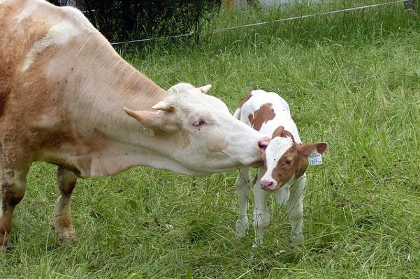 Mutterkuhhaltung Kuh mir Kalb