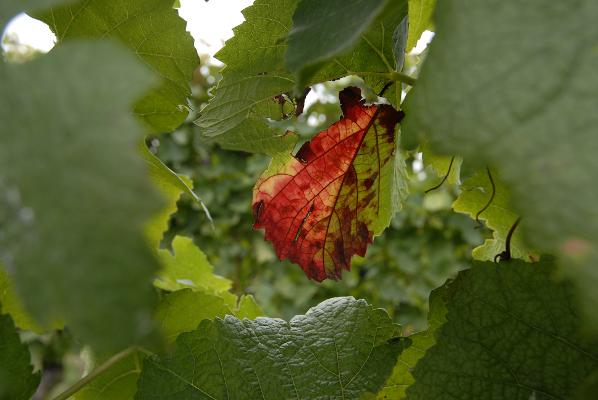 Rebenblätter