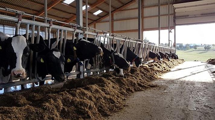 Grassilagenfütterung Rinder Grassilagenfütterung Rinder