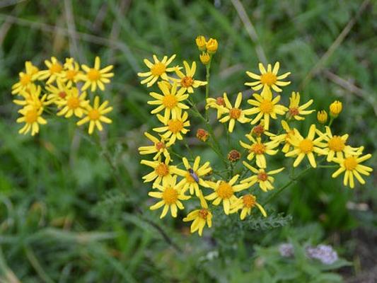 Jakobskreuzkraut Blüte Jakobskreuzkraut Blüte