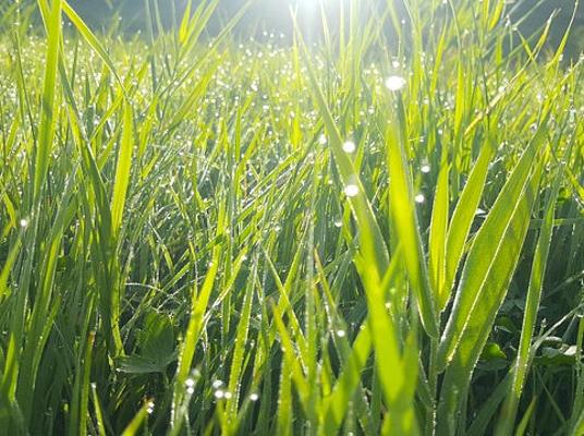 Gras groß Sonne
