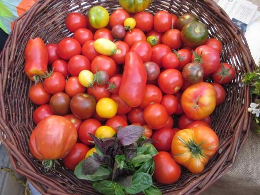 Tomaten bunt Korb