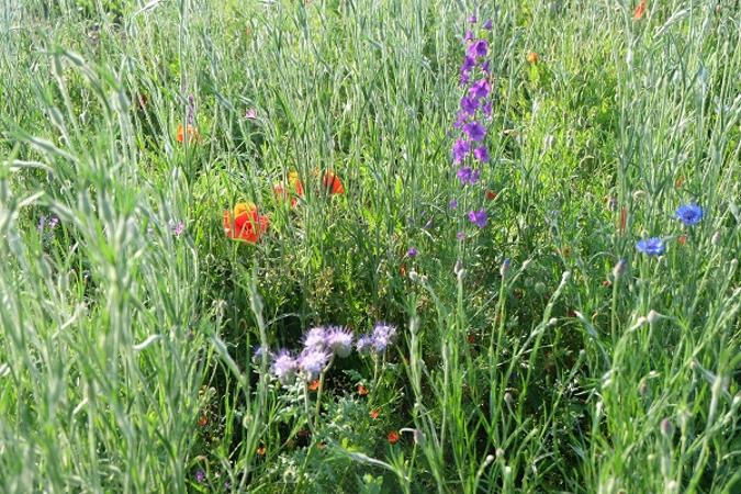 Wildblumenwiese