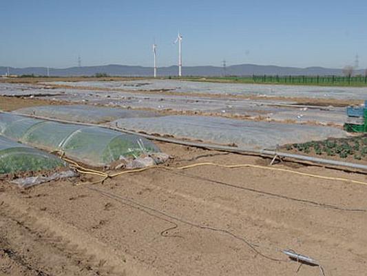 Gemüseanbau unter Folientunnel