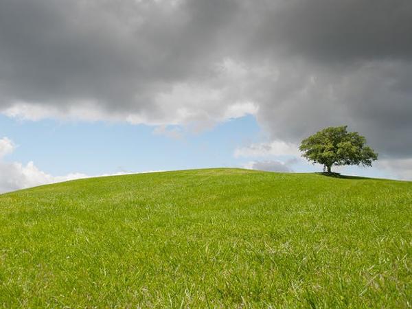 Wiese Hügel Himmel 1 Baum